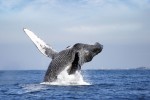 whale6