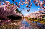Além das cerejeiras, a primavera no Japão encanta com flores e cores variadas Sharp,Sakura,Flowers,On,The,Left,With,Blur,Background,At