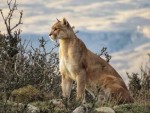 Tierra Hotels lança informativo sobre os pumas da Patagônia 16179900401625058345630733175894