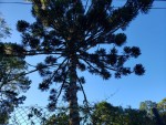 monte-verde-credito-nelson-pacheco