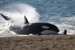 Península Valdés: conheça o fenômeno das orcas que encalham de propósito peninsula-de-valdes-volvieron-las-orcas-que-varan-intencionalmente-para-comer-11