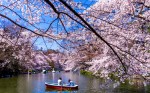 Scenery,Of,Inokashira,Park,Where,Cherry,Blossoms,Are,In,Full