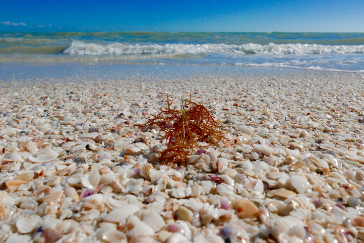 Praia repleta de conchas em Sanibel Island. Foto por iStock / Erica Finstad