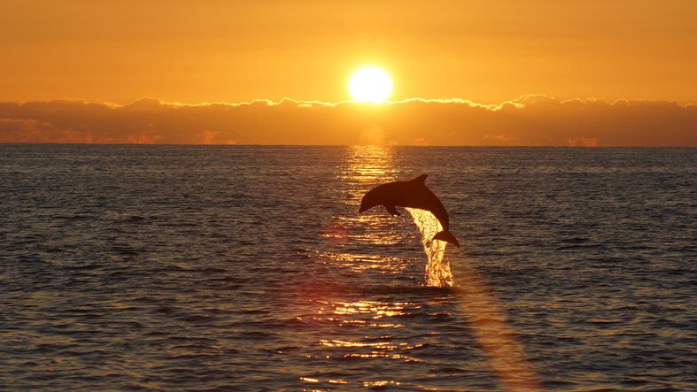 Golfinho avistado em Sanibel. Foto por iStock / savilleization