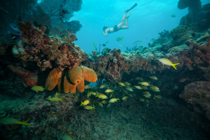 Snorkeling entre os corais das Florida Keys. Foto por iStock / edb3_16