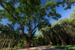 Inhotim inaugura exposição na Semana do Meio Ambiente 35bb06a9a1916d249845152bd5162de4