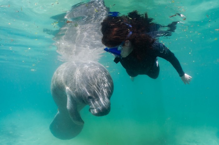 Snorkeling com os peixes-boi. Foto por ©CGrant13 / Discover Crystal River Florida