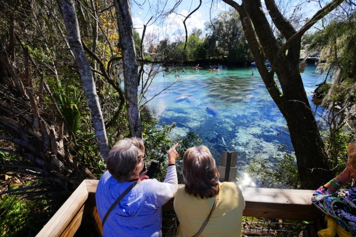 Visitantes admiram os peixes-boi no Three Sisters Springs Center. Foto por Discover Crystal River Florida