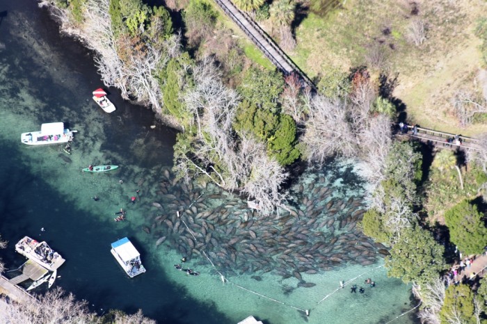 Vista aérea das Three Sisters Springs, com dezenas de peixes-boi. Foto por Joyce Kleen / Discover Crystal River Florida