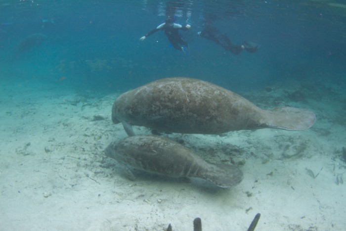 Snorkeling com os peixes-boi. Foto por iStock / pclark2