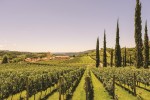 Novo roteiro Circuito do Vinho faz imersão de seis dias em 14 vinícolas gaúchas miolo-divulgacao