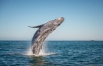 Prado (BA) se prepara para a temporada das baleias-jubarte Happy whale breaching