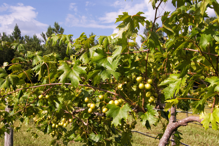 Uvas Muscadine, nativas do sul dos Estados Unidos. Foto por iStock / LCBallard