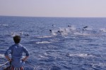 whale-watching-monaco