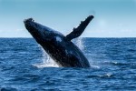 Breaching Humpback Whale (Megaptera novaeangliae)