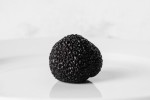 Produção de trufas é novidade atrativa no sul do Chile katankura