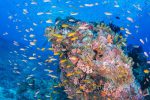 Mergulho em Seychelles: as melhores experiências no arquipélago mergulho-3-foto-por-chis-mason-parker
