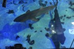 oceanic-aquarium-passarela-1