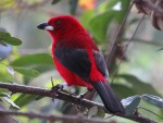 Ilhabela Bird Week destaca potencial de birdwatching do Litoral Norte de SP 45763502654_3821b24309_c-1