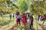 São Roque: confirmada a Festa da Vindima na Vinícola Góes vinicola-goes-vindima3