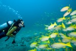 Seychelles: os melhores lugares para a prática de mergulho no país Diver meets fish