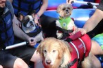 Circuito das Águas Paulista tem passeios e hotéis pet friendly socorro-4-foto-por-divulgacao-_-cicap