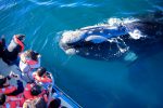 people taking picture during Whale watching tour in Península Valdés - Patagonia Argentina