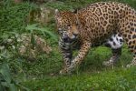 Zoológico preserva espécies e encanta adultos e crianças em São Paulo 20210303-onca-pintada-foto-Paulo-Gil009-400x267@2x