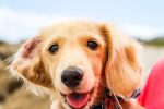 VaiComPet oferece experiências e serviços de viagem pet friendly devon-janse-van-rensburg-hSfok6PdwgE-unsplash