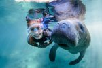 A4. Manatee & Swimmer