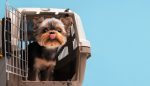 Viagem de carro: veja dicas do que fazer antes de pegar a estrada com pet beautiful-pet-portrait-of-small-dog-with-cage