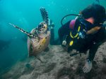 Mergulho no Litoral Norte de São Paulo: de peixes e corais a naufrágios mergulho 2 Padi Davi-Sectur Ilhabela