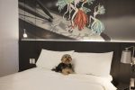Taubaté tem opção de hotel pet friendly IBIS2021 - 401