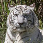 Zoo e parques de SP terão programação especial nas férias Tigre-de-bengala_foto Paulo Gil