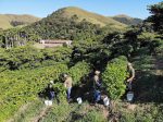 Dia Mundial do Café: conheça fazendas que preservam a história e a produção do grão created by dji camera