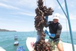 Comunidades tradicionais estão abertas à visitação no Litoral Norte de São Paulo comunidades tradicionais