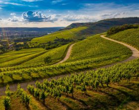 vinícolas em Santa Catarina