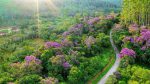 Florada de manacá-da-serra e borboletas Morpho são atrativos em florestas de Mata Atlântica unnamed