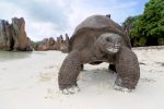Curieuse Island: descubra um santuário natural imperdível em Seychelles STB 6 Tortoise Curieuse Is-large