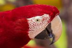 Bonito: um paraíso para fãs de birdwatching no Mato Grosso do Sul Rio da Prata - Hudson Garcia (13)