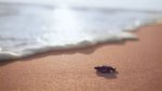 Turquia tem turismo sustentável com preservação de tartarugas turquia