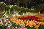 festa das flores joinville