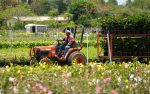 Miami: Farmers Month está de volta com novas ofertas e experiências Miami-Dade Farmers Month