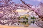 Florada das cerejeiras em Washington, DC começa em março iStock-1089341100 (1)