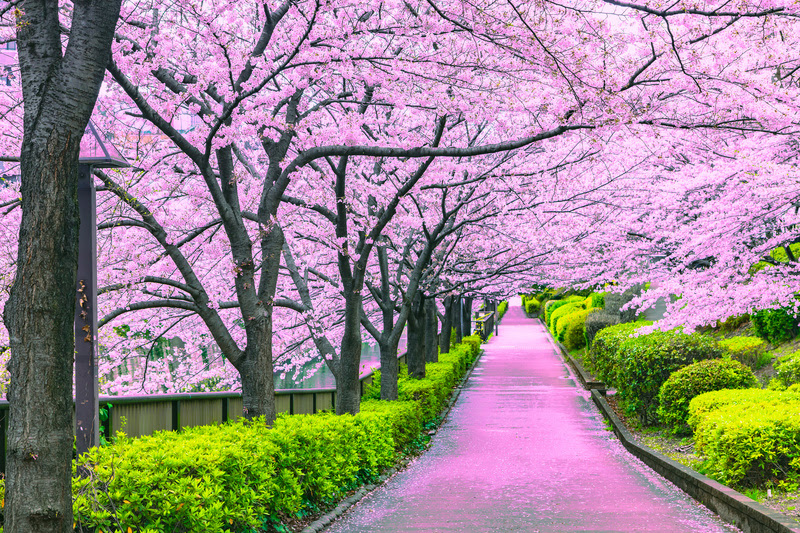cerejeiras no Japão