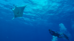 Dia Mundial da Água_Atlantis Divers_Foto Divulgação
