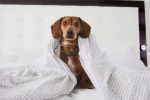 MELIA-PETS-DIA-02-HABITACION-PERROS-3997