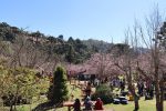 Festa da Cerejeira é atração de inverno em Campos do Jordão Festa da Cerejeira 1