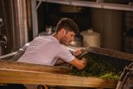 Vinícola comemora prêmio do Cristofoli Instinto Chardonnay, fruto do vinhedo familiar em Bento Gonçalves Lorenzo Cristofoli