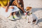 Dicas para viajar de férias com seu animal de estimação perro en la playa